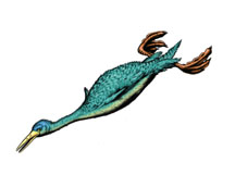 Hesperornis.jpg