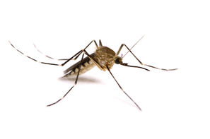 Mosquito