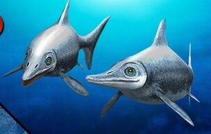 Ophtalmo