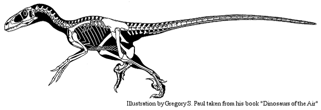 File:Skeletal.gif