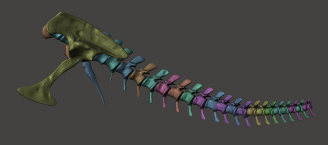 File:Hip & tail.png