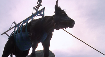 Cow-Harness.png