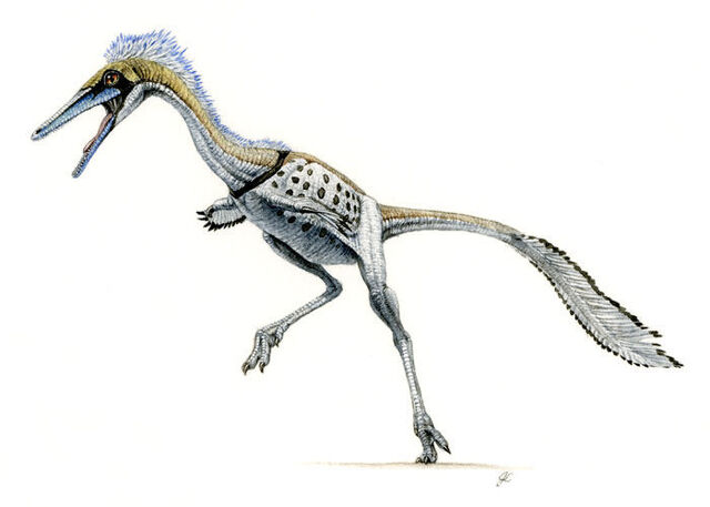 File:Shuvuuia-1.jpg