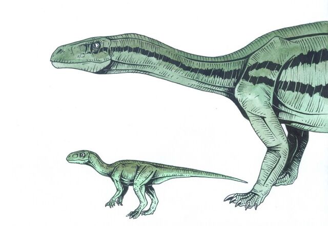 Archivo:Mussasaurus.jpg