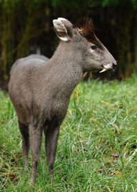 Tufteddeer-2