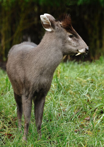 File:Tufteddeer-2.jpg