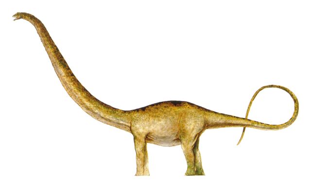 Archivo:Mamen female.jpg