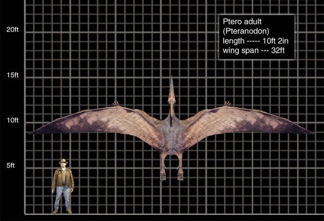 File:Ptero adult.jpg