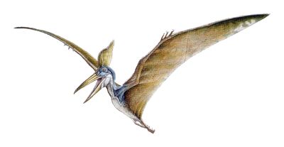 Geosternbergia ver0.jpg