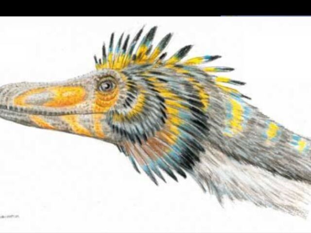File:Featheredraptor10.jpg
