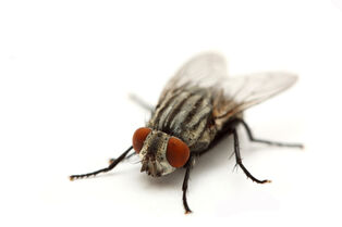 Cuanto-vive-una-mosca-1.jpg