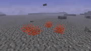JC screenshot - Gracilaria