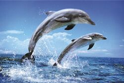 Dolphins-poster-l