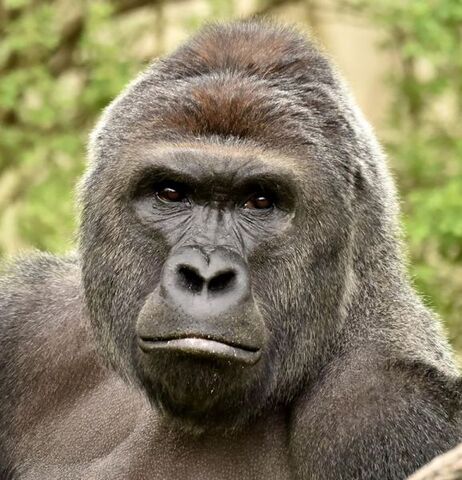 Plik:Harambe2.jpg