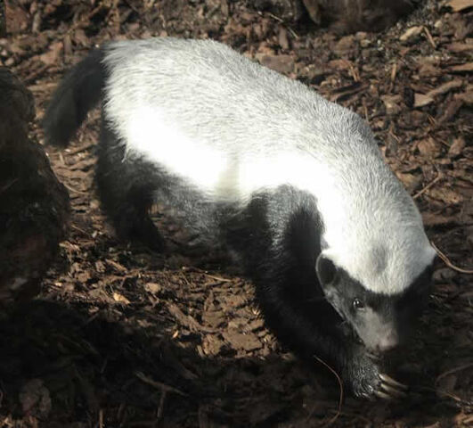 Archivo:Ratel 02.jpg