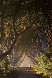 Laeroth's Highway