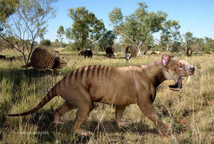 Thylacosmilus Amerika.jpg