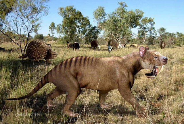 Файл:Thylacosmilus Amerika.jpg