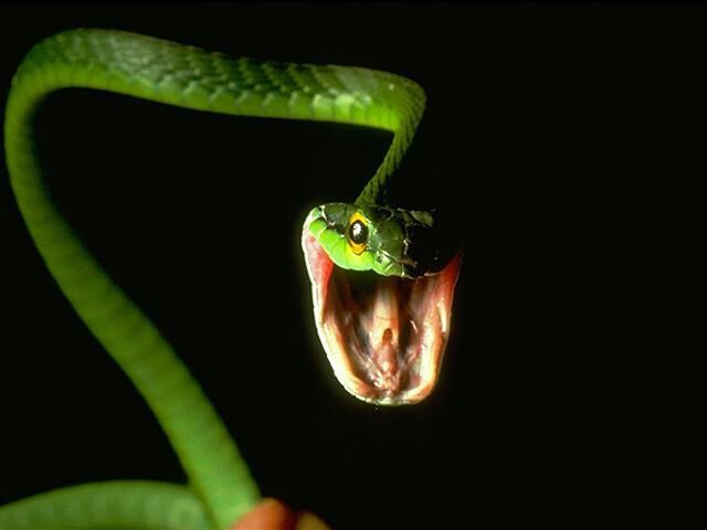File:Snake 4.jpg