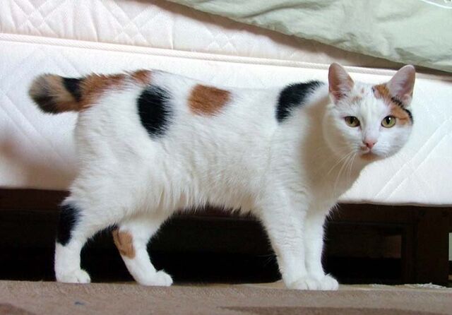Tiedosto:Manx.jpg