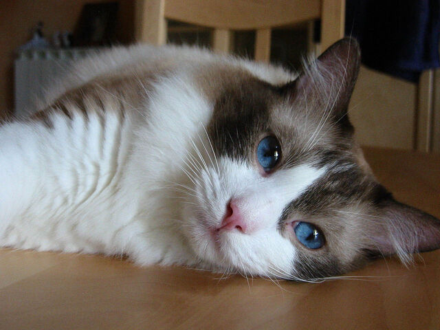 Tiedosto:Ragdollparide2.jpg