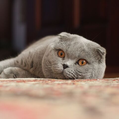 Tiedosto:ScottishFold2.jpg