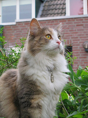 Tiedosto:Maine coon.jpg