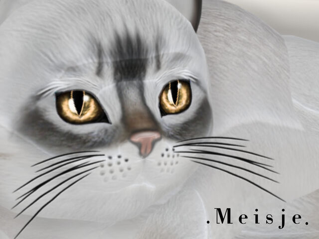 File:KittyCatS - Meisje.jpg