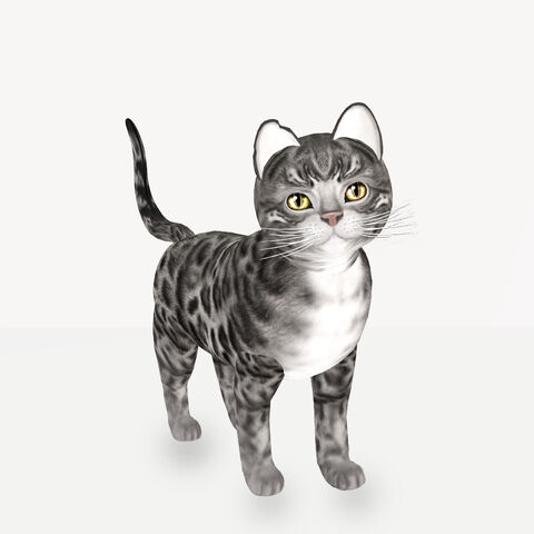 File:Bengal Charcoal Odyssey Burst.jpg
