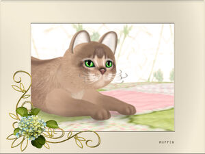 Abyssinian- Blue