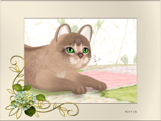 File:Abyssinian- Blue.jpg