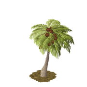 Palm last