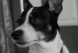 Robert's dog