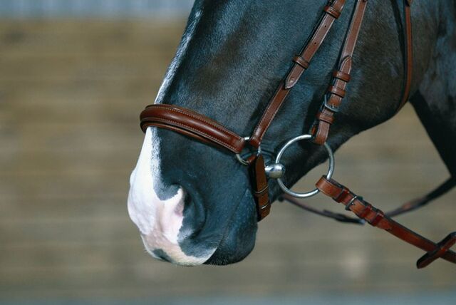 Plik:Nachrapnik-cheval-hanowerski-braz-full.jpg