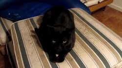 Cat7thst