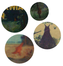 Dktv hidden maggies