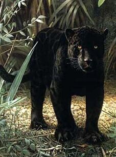 Black-panther-on-ground-standing-2