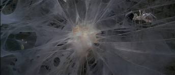 File:Awidow of the web.jpg