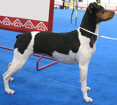 Brazil terrier