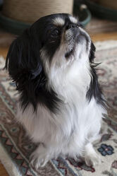 2010 Oreo.jpg