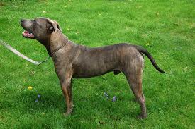 Amerikai pitbull terrier.jpg