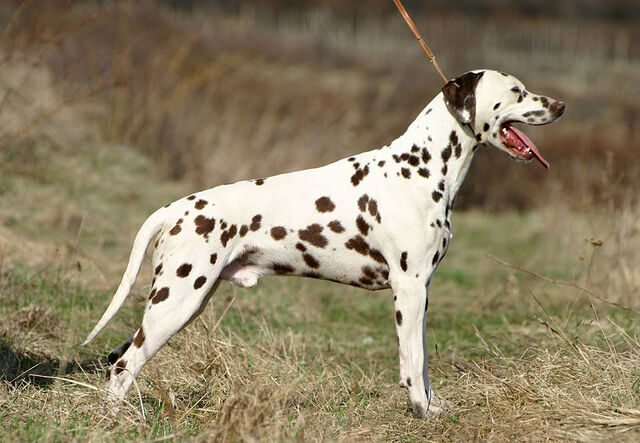 Fájl:Dalmata 2..jpg