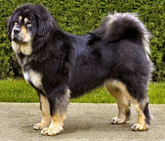 Tibeti masztiff