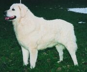 Kuvasz.jpg