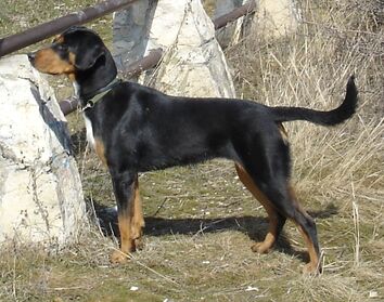 Erdelyi kopo