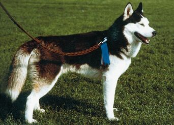 Szibériai husky.jpg