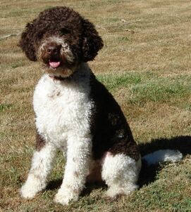 Lagotto romagnolo.jpg