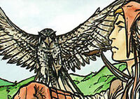 Hawk
