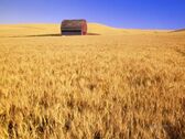 Darrell-gulin-old-barn-in-wheat-field-eastern-washington