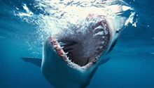 Shark
